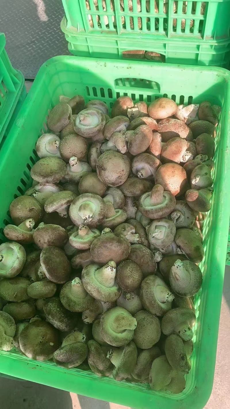 香菇水菇一级