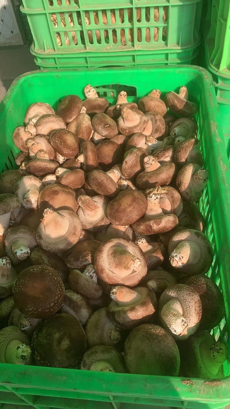 香菇水菇一级