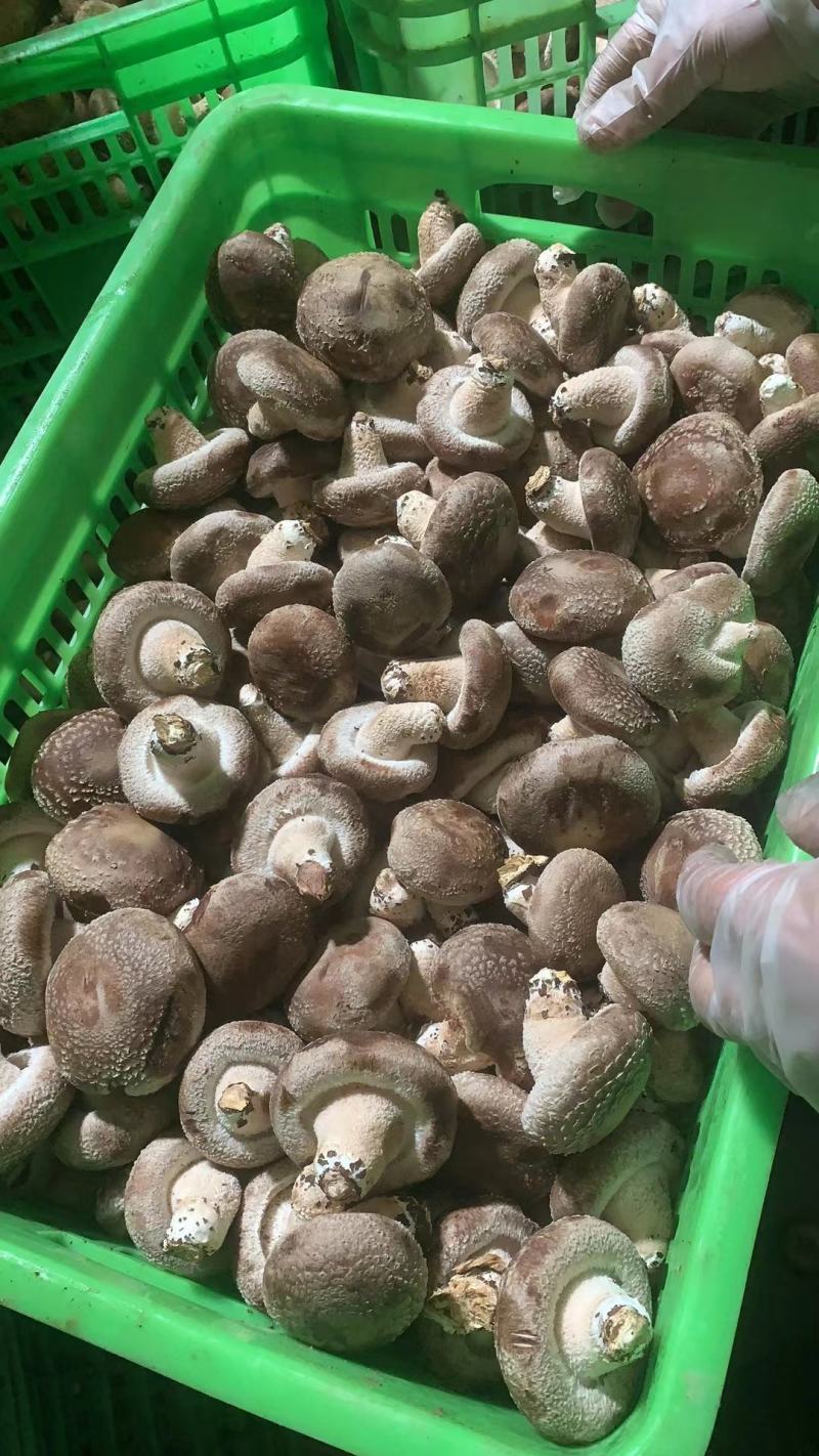 香菇水菇一级