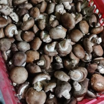 香菇水菇二级