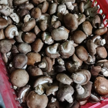 香菇水菇二级