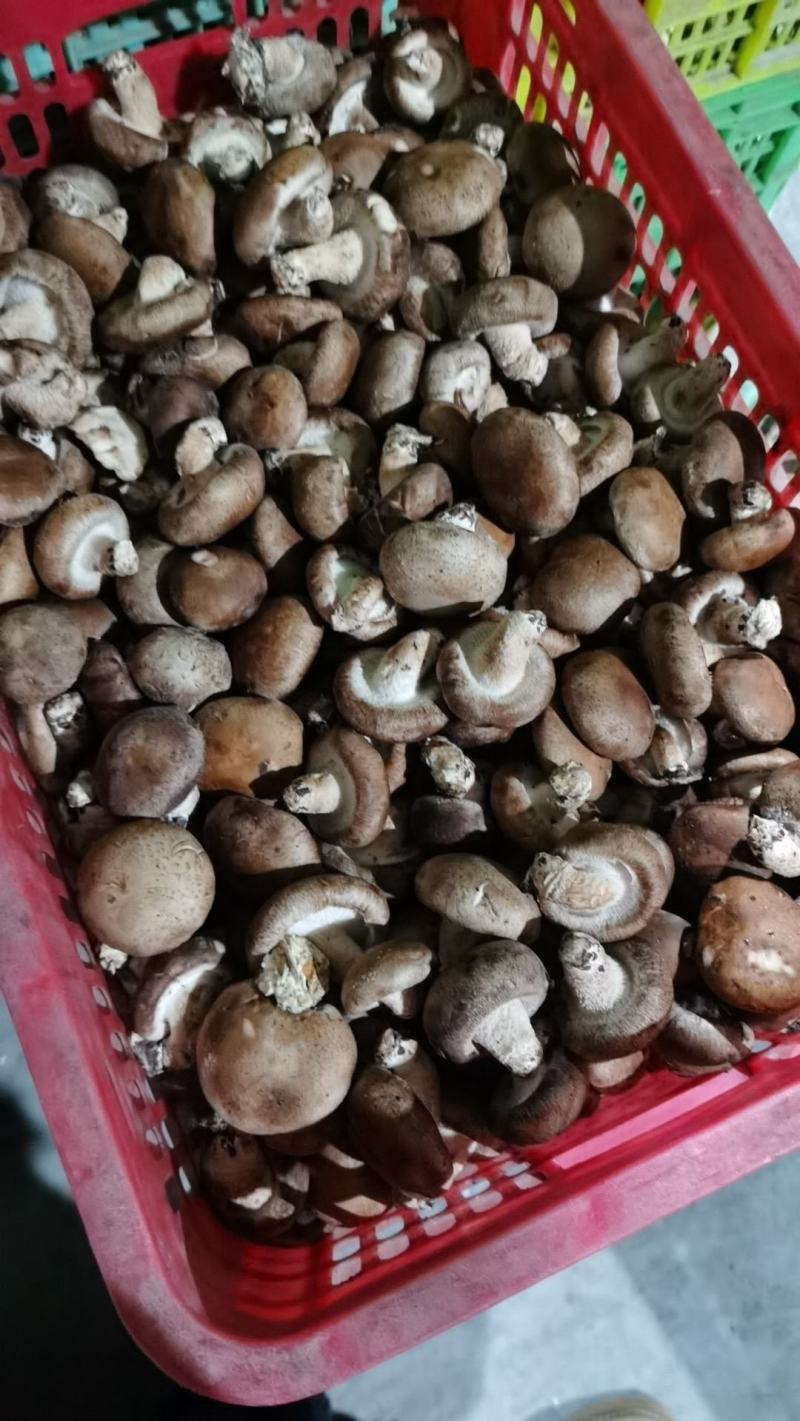 香菇水菇二级