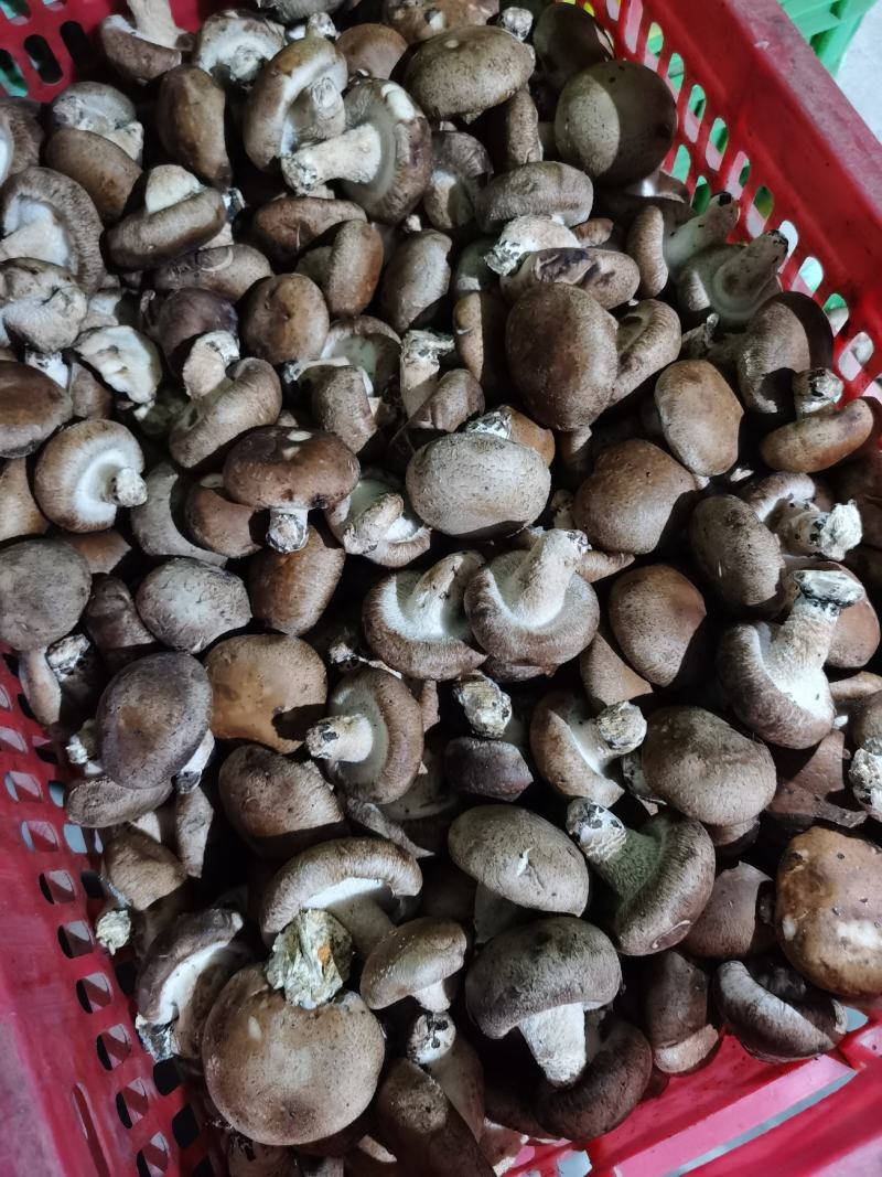 香菇水菇二级
