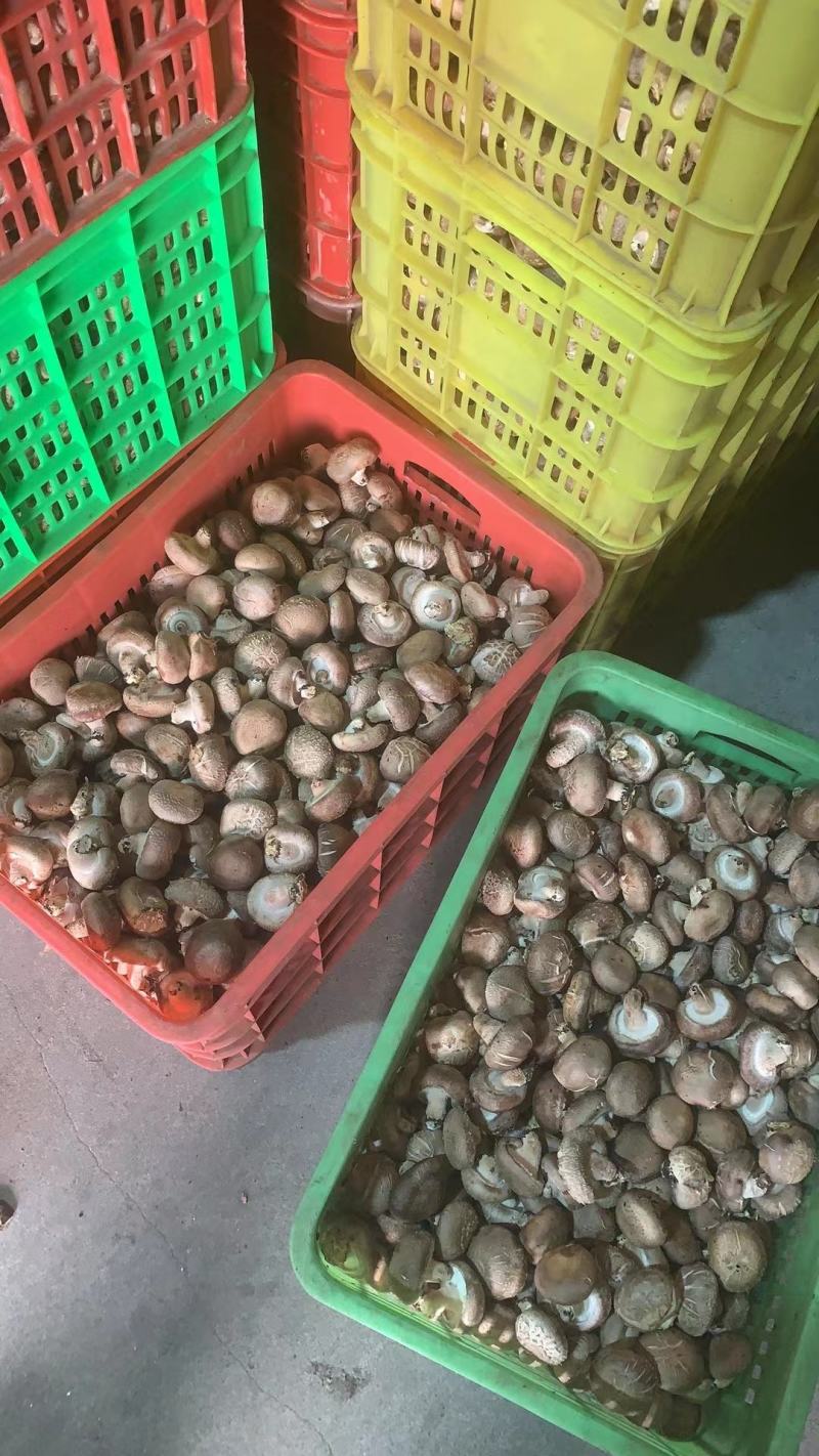 香菇水菇二级