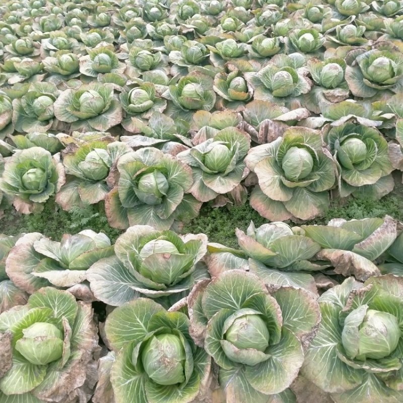 甘蓝菜，平包菜，东升平包菜。有机种植，无公害