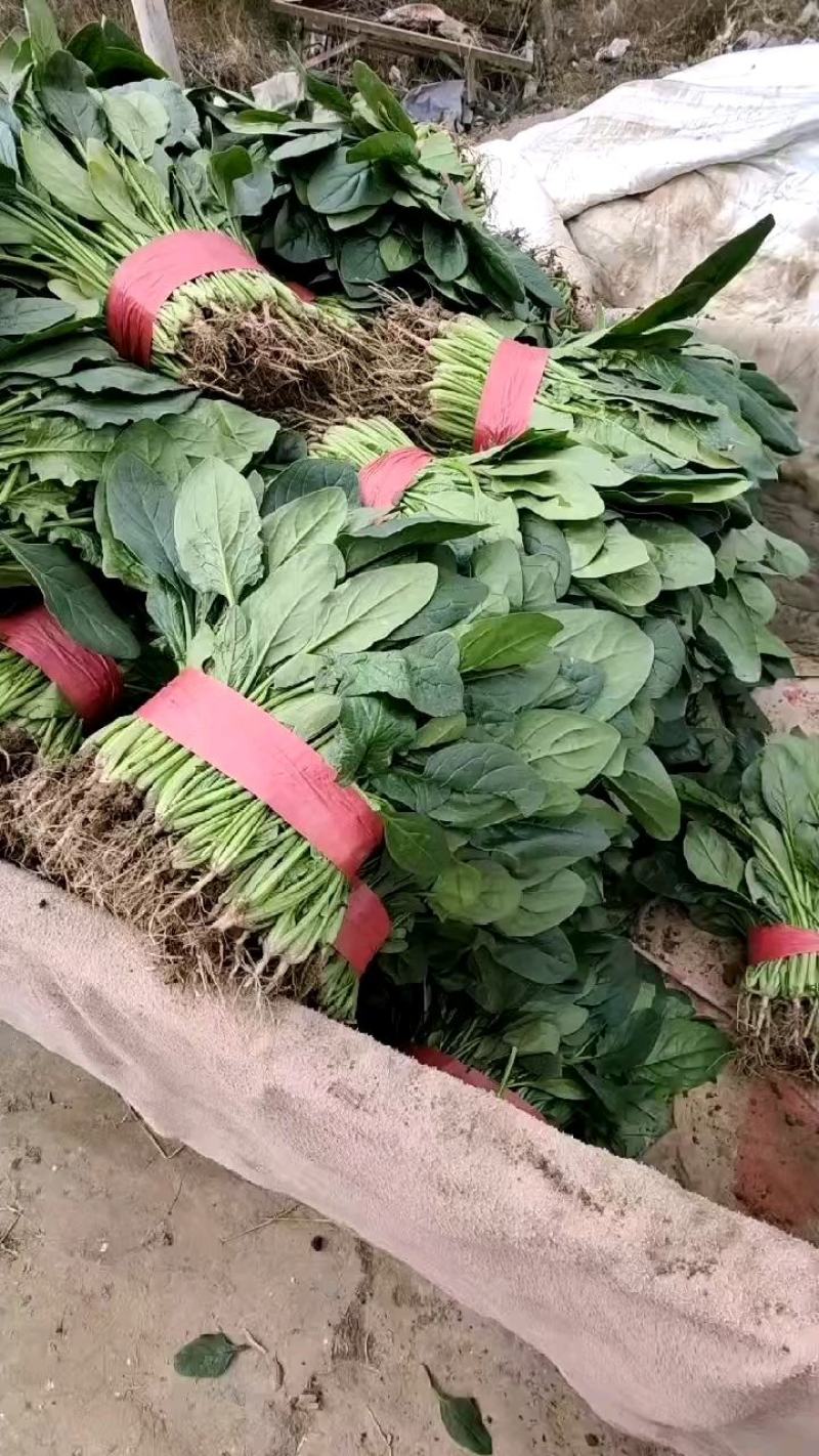 精品菠菜