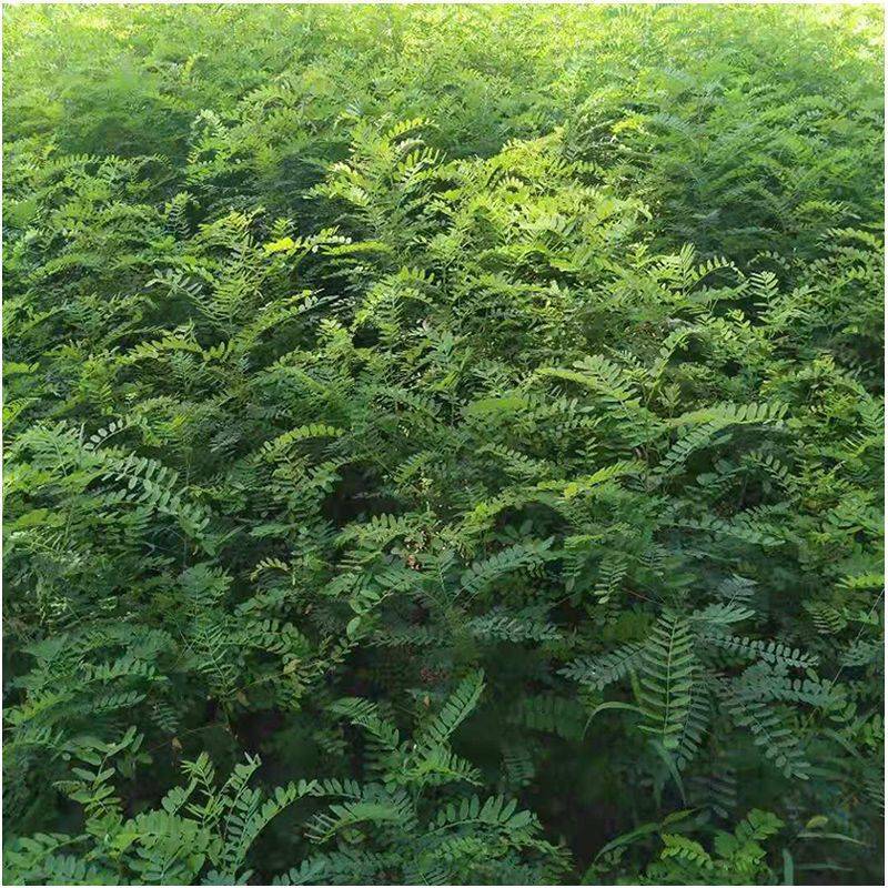 紫穗槐苗，万亩紫穗槐苗基地，一年二年紫穗槐苗，紫穗槐苗价