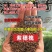 紫穗槐苗，万亩紫穗槐苗基地，一年二年紫穗槐苗，紫穗槐苗价