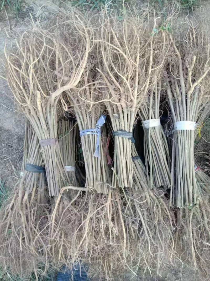 紫穗槐苗，万亩紫穗槐苗基地，一年二年紫穗槐苗，紫穗槐苗价