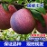 国峰7号李子树苗，脆甜抗寒晚熟南北方种植