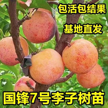 国峰7号李子树苗，脆甜抗寒晚熟南北方种植