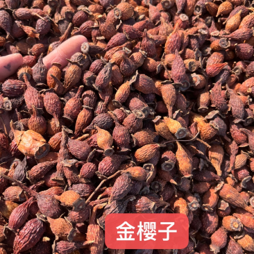【文斌药业】金樱子金樱子个好货在线交易地道药材