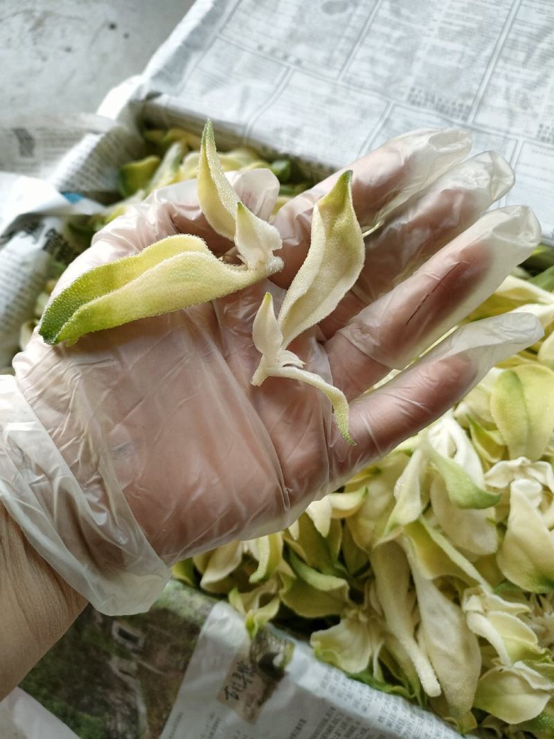 非洲冰草，白冰草，绿冰草，花冰草，雪莲心，