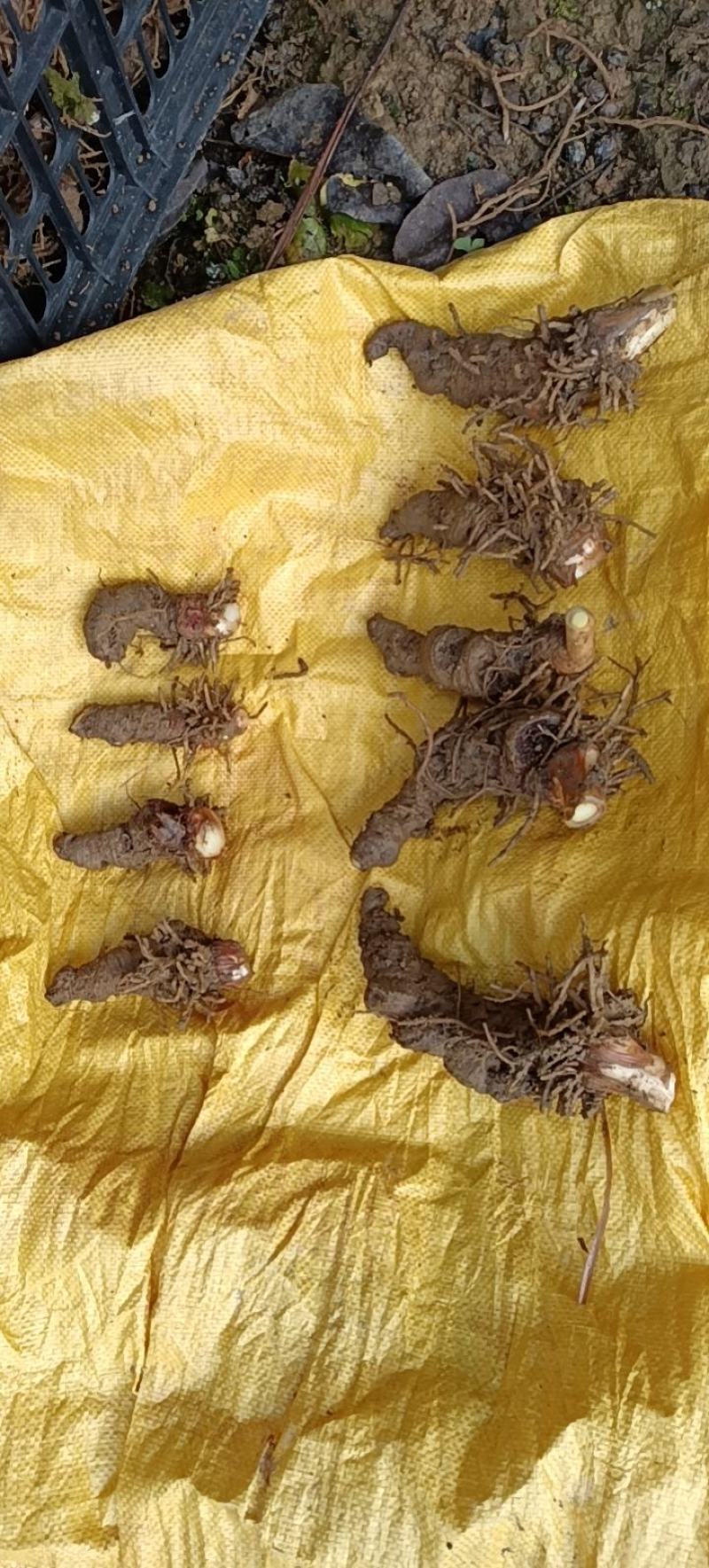 重楼种子高杆好品种带皮去皮，按时采摘，成熟度高