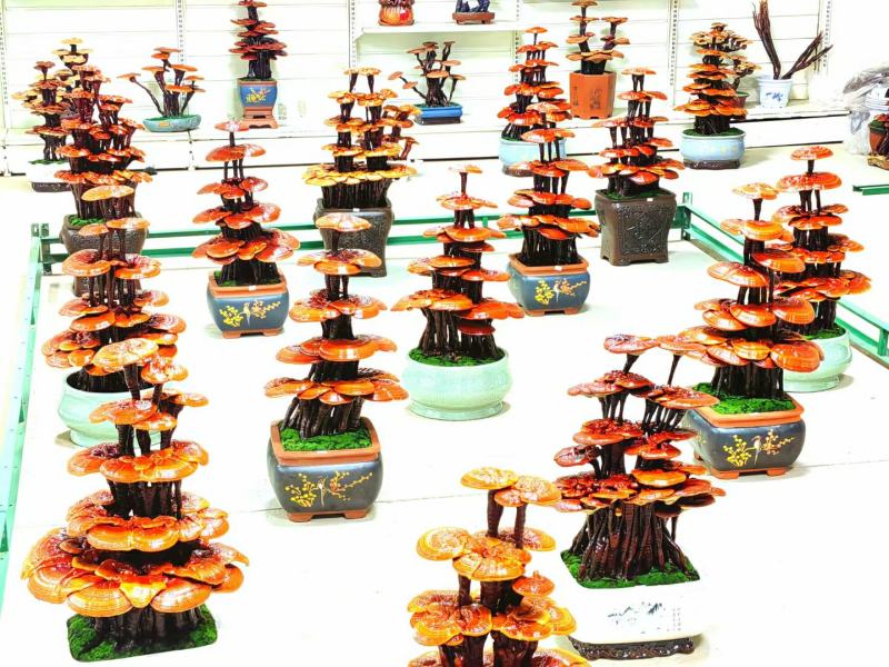 粘接工艺灵芝艺术盆景，树脂工艺灵芝盆景，活体嫁接灵芝盆景