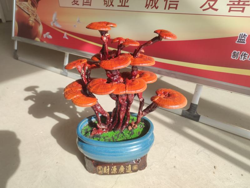 粘接工艺灵芝艺术盆景，树脂工艺灵芝盆景，活体嫁接灵芝盆景