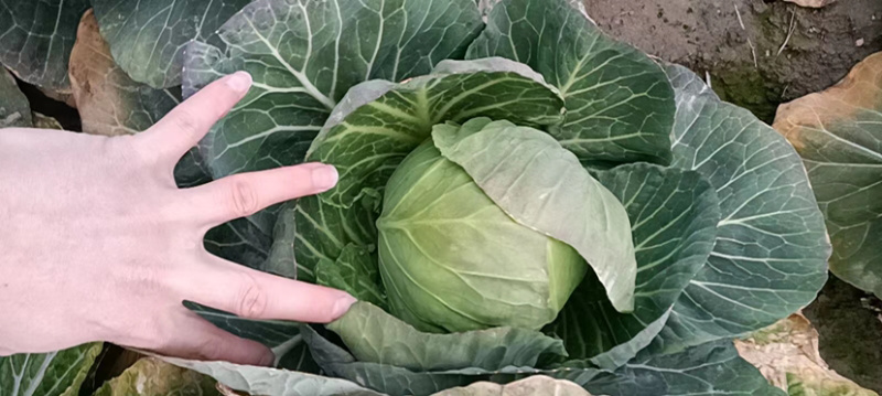 湖北沙洋精品甘蓝，全国发货，现摘现发，品质有保障，无虫眼