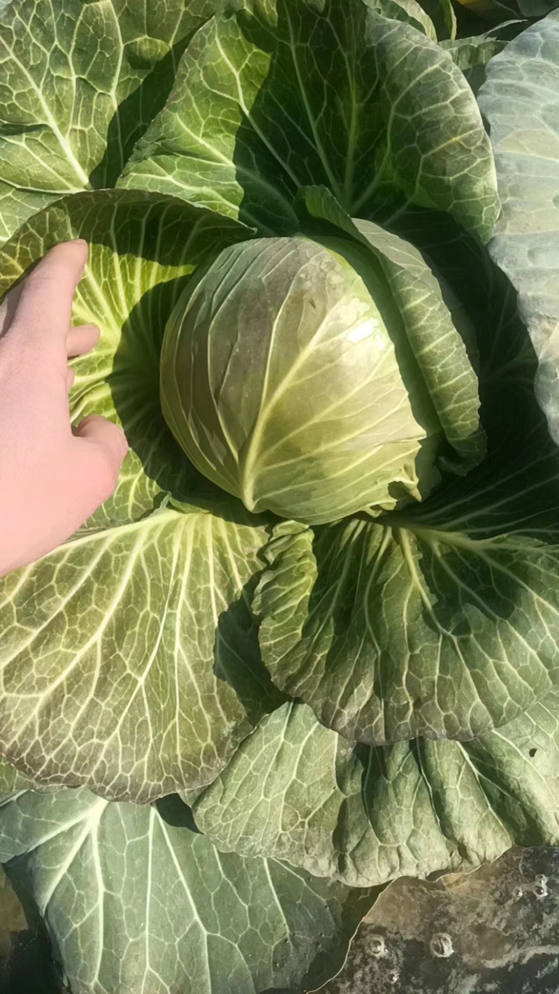 湖北沙洋精品甘蓝，全国发货，现摘现发，品质有保障，无虫眼