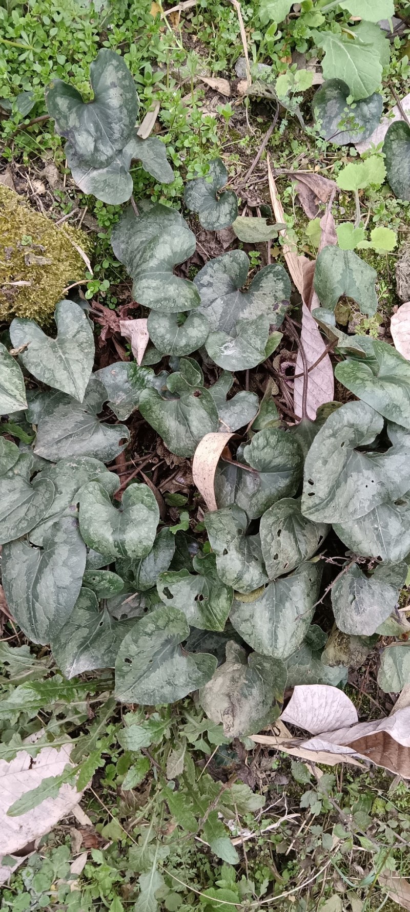 细辛，花叶细辛全草，鲜货，带根带叶，干货，水洗，全根，