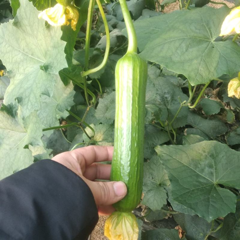 油皮丝瓜大量上市，质量一级。