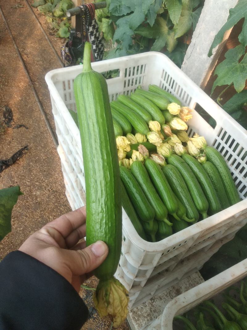 油皮丝瓜大量上市，质量一级。