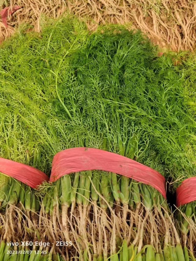 茴香苗35-40公分，扁杆茴香，量大质优