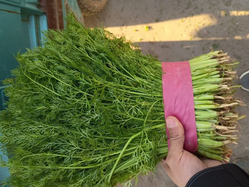 茴香苗35-40公分，扁杆茴香，量大质优