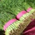 茴香苗35-40公分，扁杆茴香，量大质优