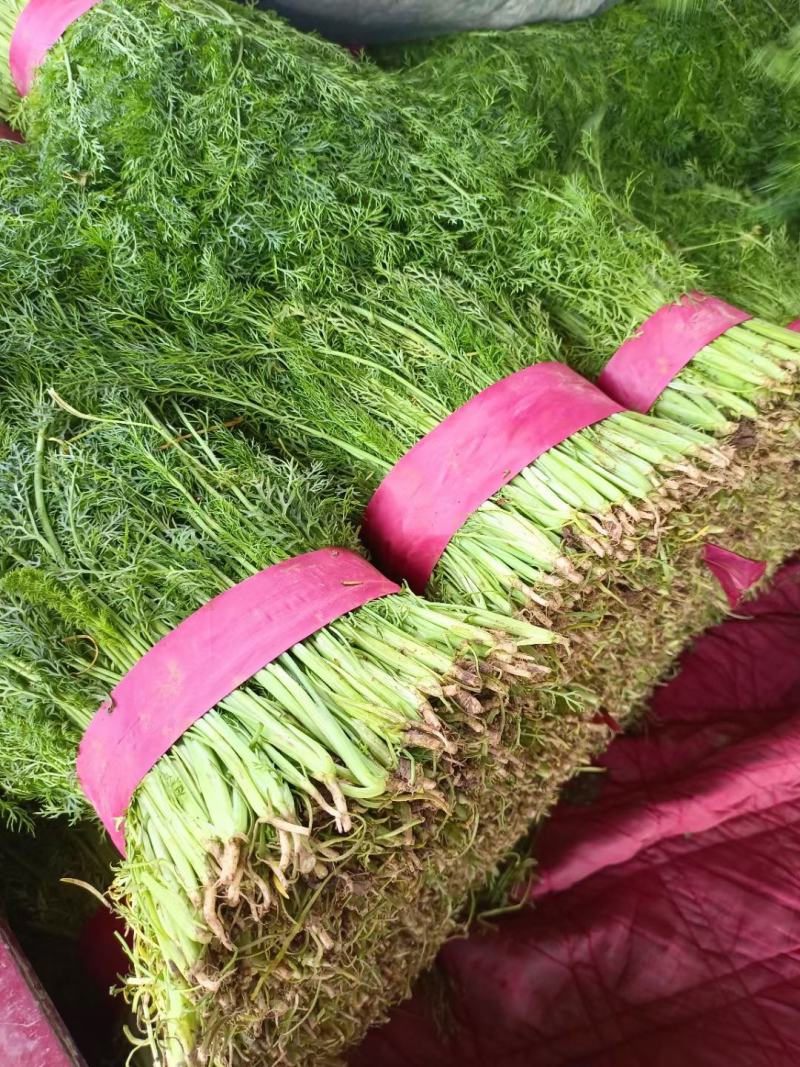 茴香苗35-40公分，扁杆茴香，量大质优