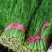 茴香苗35-40公分，扁杆茴香，量大质优
