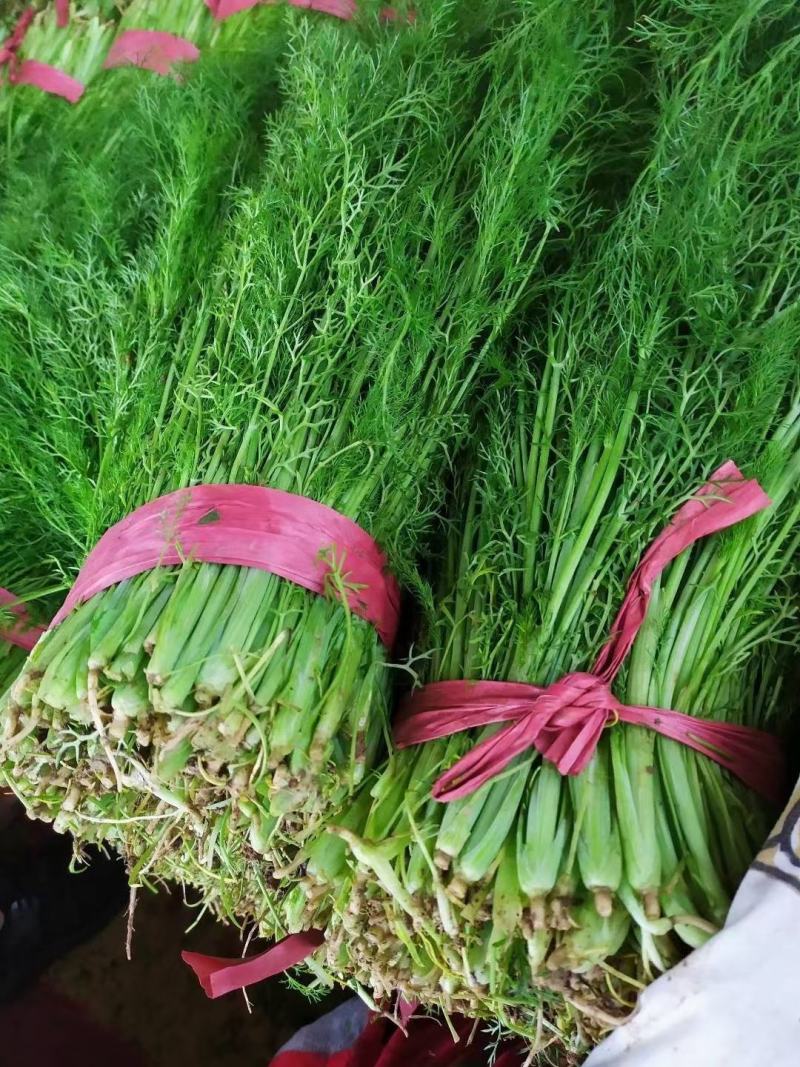 茴香苗35-40公分，扁杆茴香，量大质优