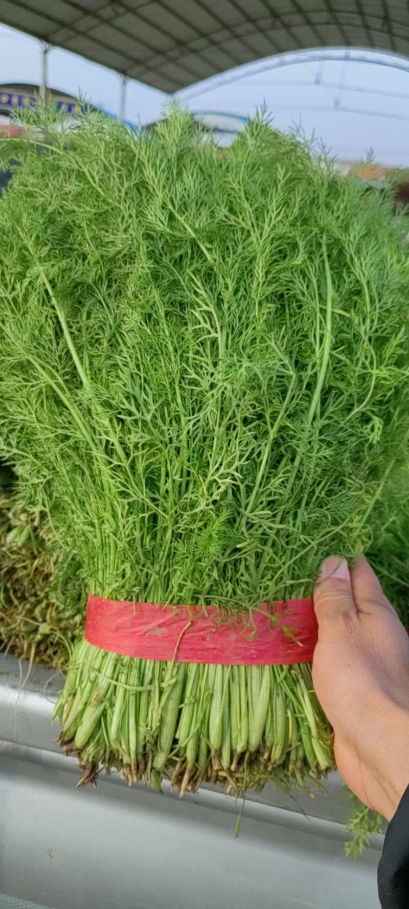茴香苗35-40公分，扁杆茴香，量大质优