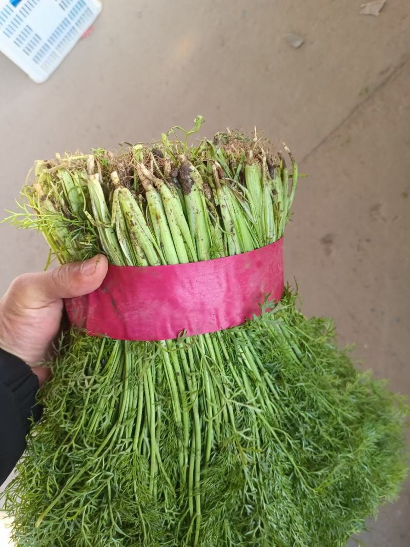 茴香苗35-40公分，扁杆茴香，量大质优