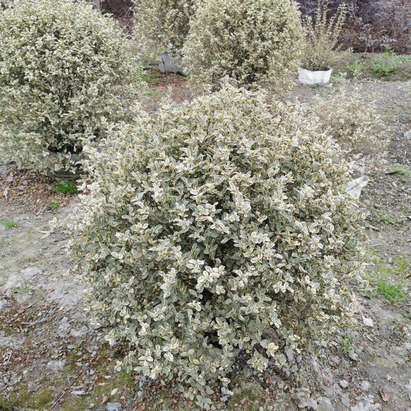 银姬小蜡球80—100公分出售，银姬小蜡杯苗基地供应