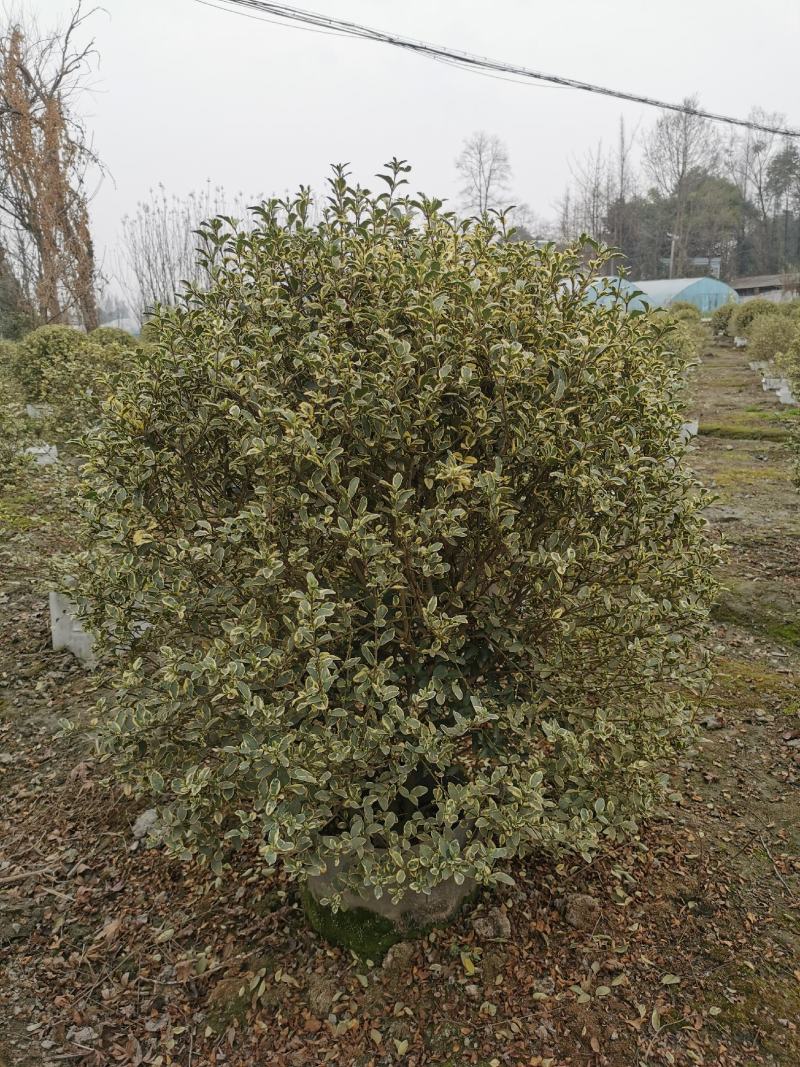 银姬小蜡球80—100公分出售，银姬小蜡杯苗基地供应
