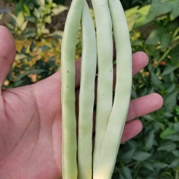 云南西双版纳白豆(白不老)大量上市，需要的联系联系我