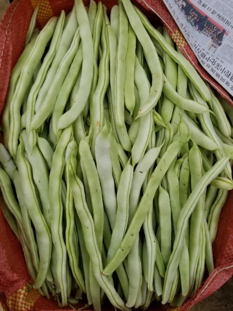 云南西双版纳白豆(白不老)大量上市，需要的联系联系我
