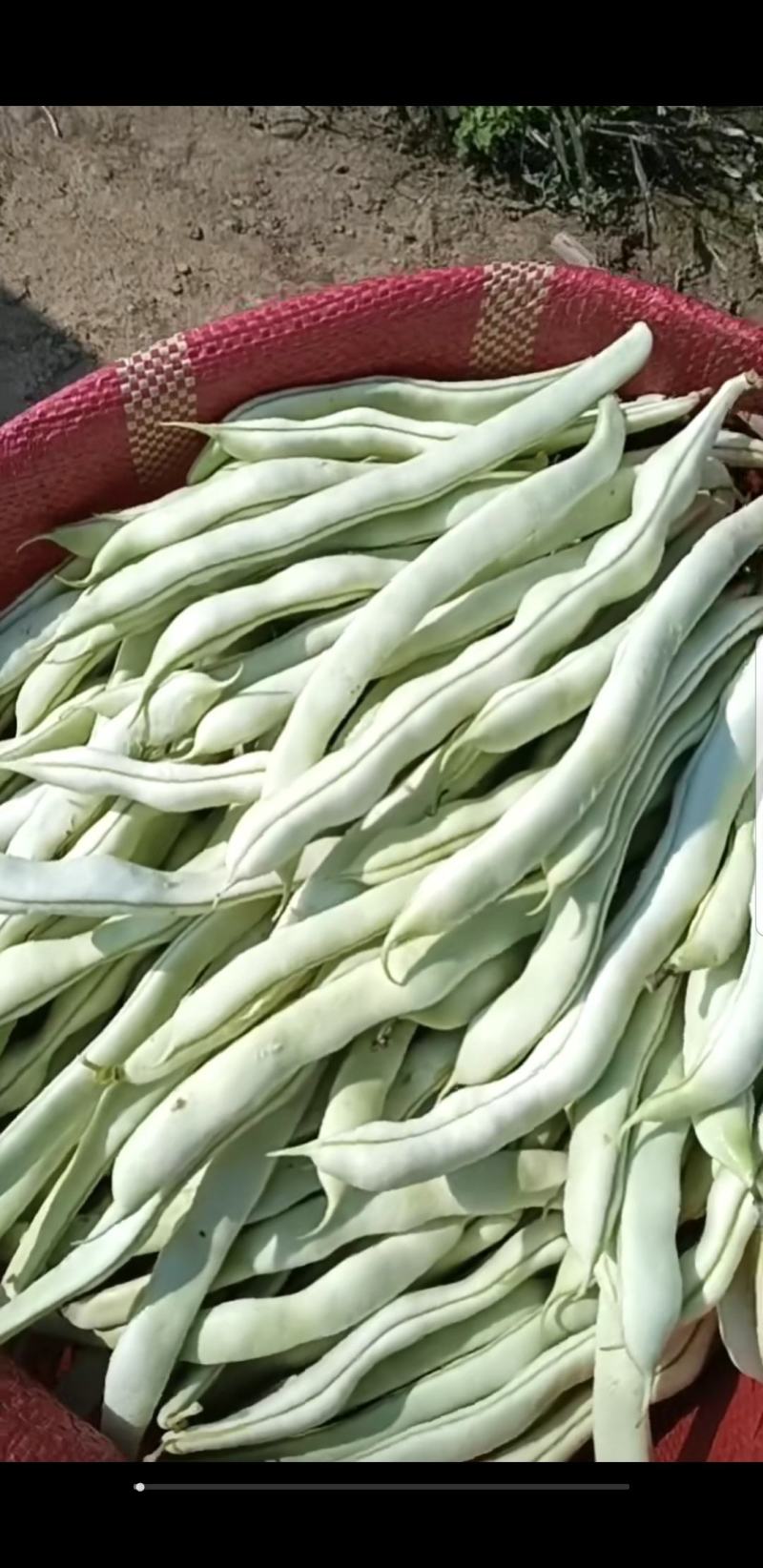 云南西双版纳白豆(白不老)大量上市，需要的联系联系我