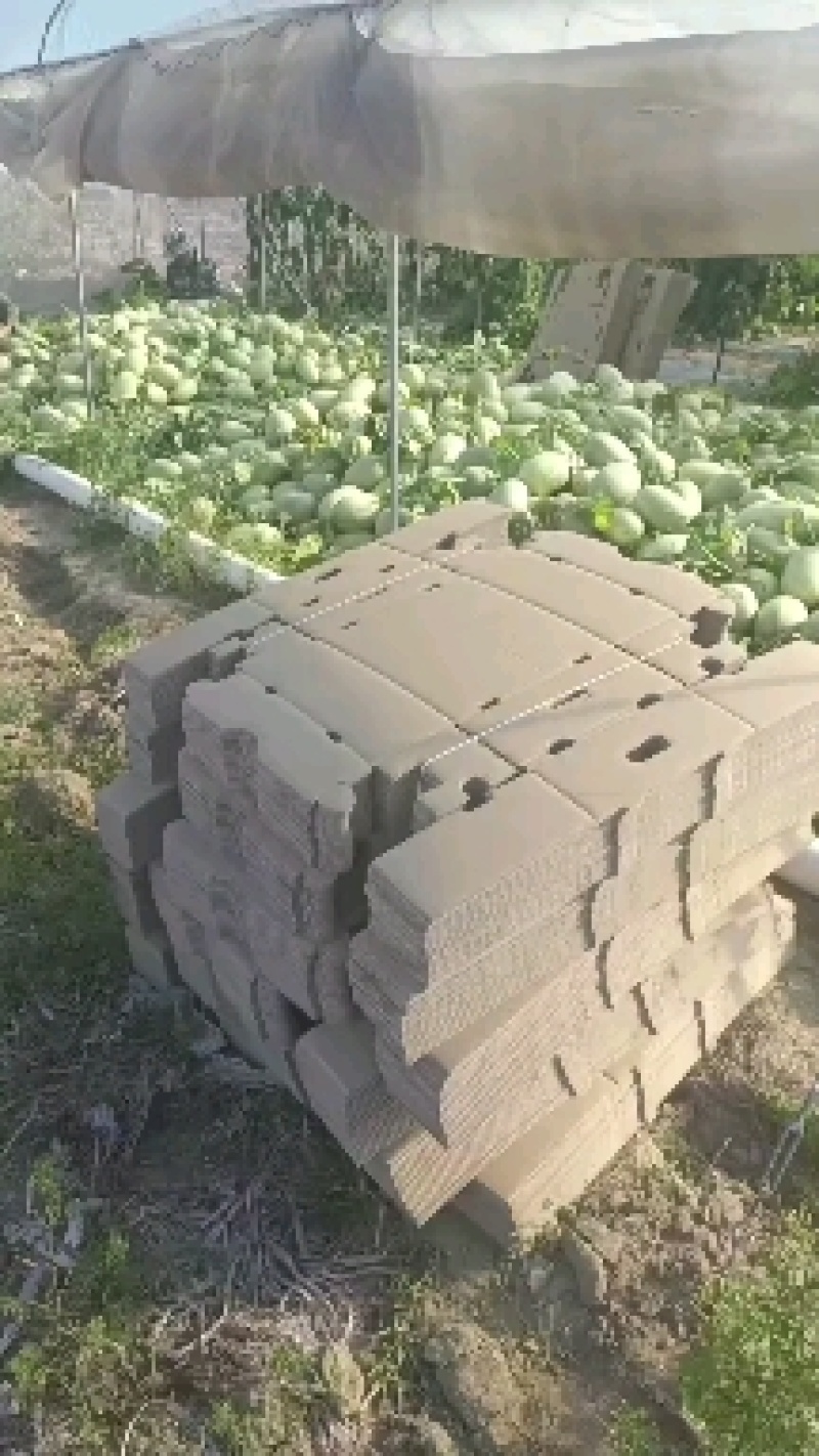 海南晓蜜25哈密瓜，产地一手货源货源，量大从优，货源充足