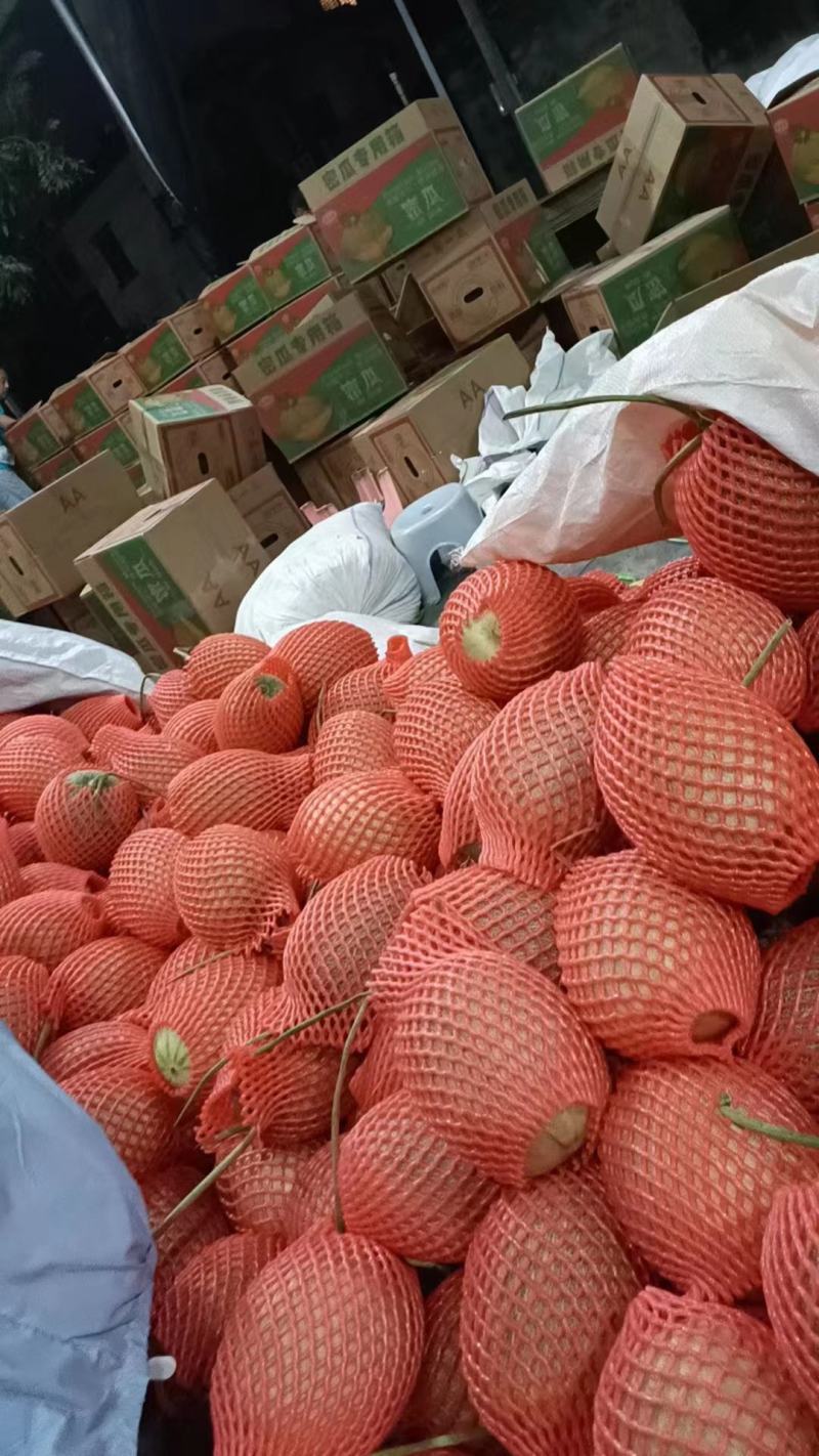 海南晓蜜25哈密瓜，产地一手货源货源，量大从优，货源充足
