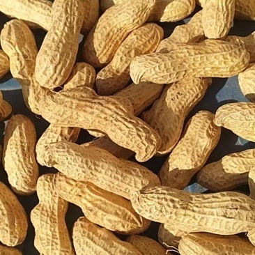 冀油四三粒果，都是种子果