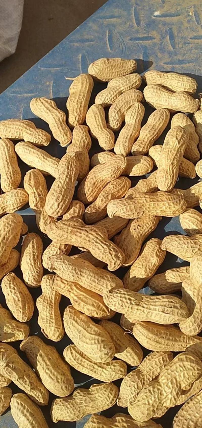 冀油四三粒果，都是种子果