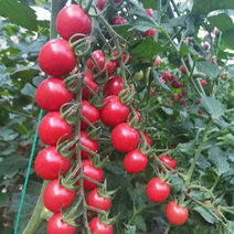 串收樱桃番茄高抗病毒产量高糖度高