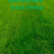 四季青草坪