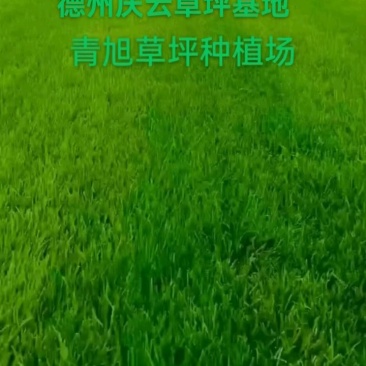 四季青草坪