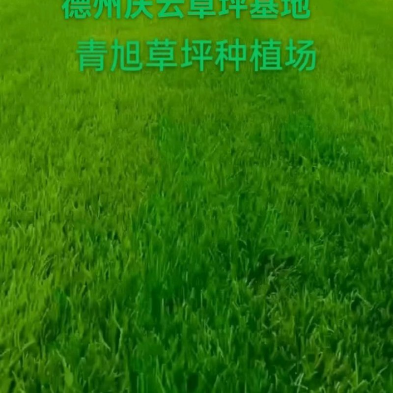 四季青草坪