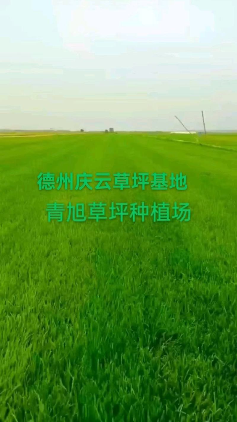 四季青草坪