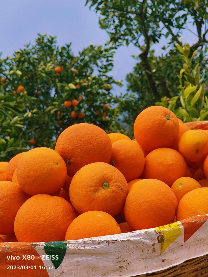 秭归中华红血橙大量有货，个大皮薄，果园看货订货，一手货源