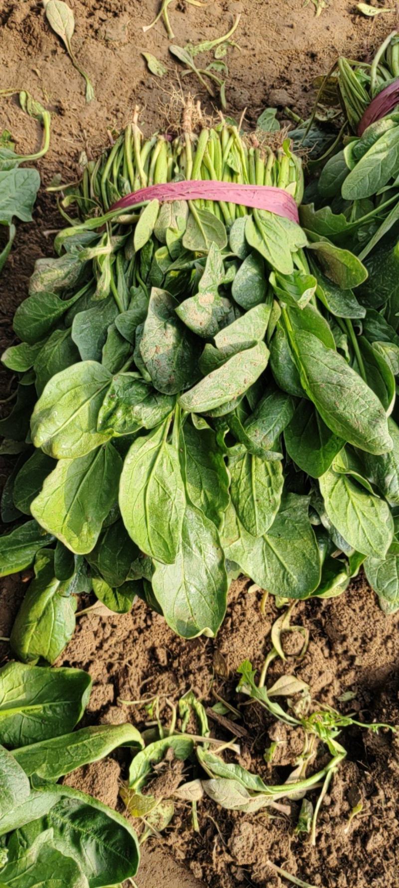 精品小叶菠菜产地直发新鲜上市大量供应批发绿叶蔬菜