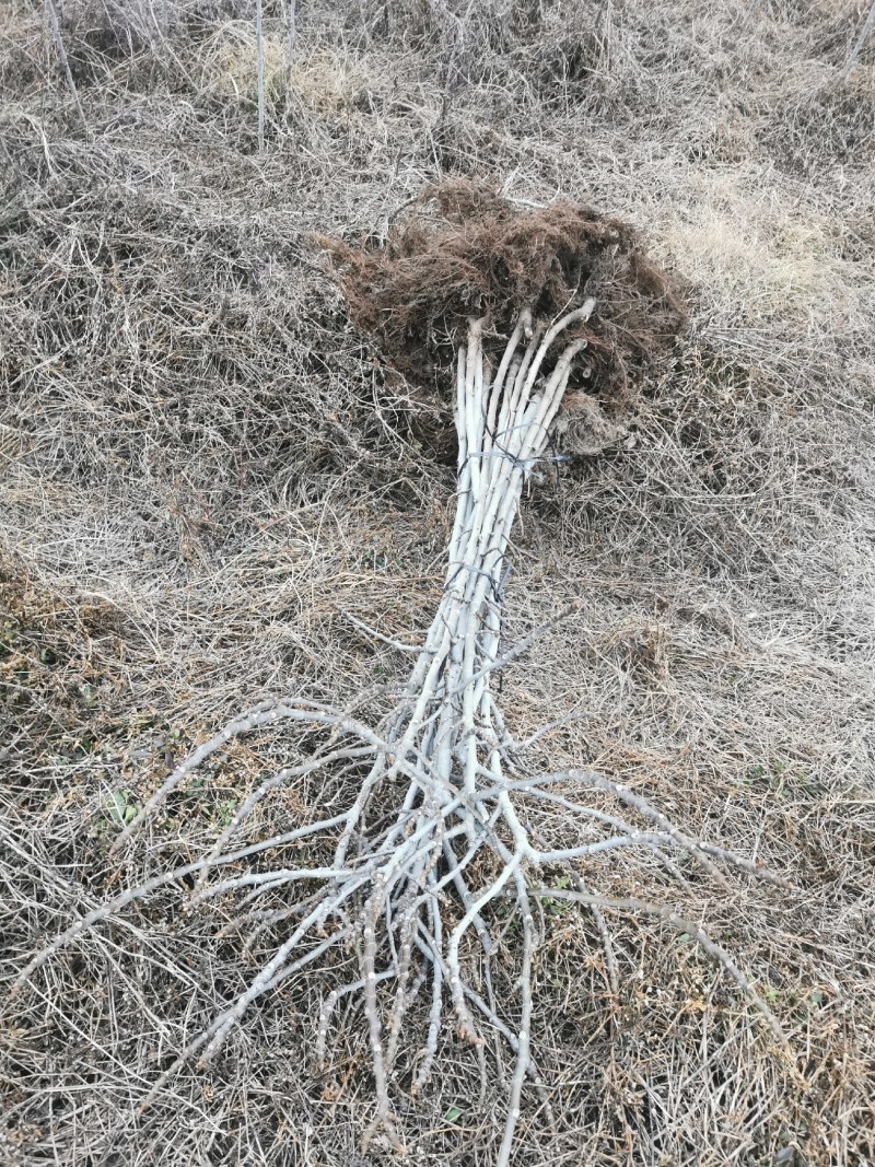 无花果地苗波姬红